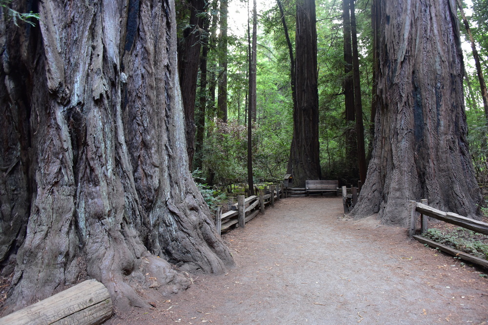 Henry Cowell Redwoods State Park Grove